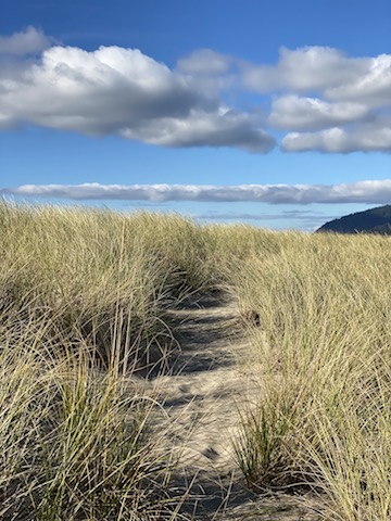 tall grass on beach path