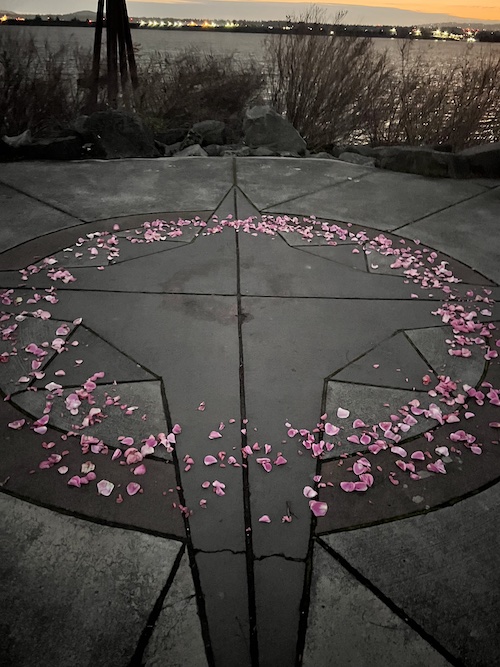 flower petals in circular pattern