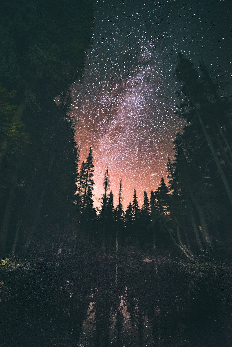 multitude of stars seen in forest sky