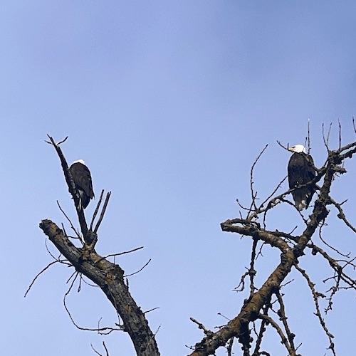 Eagles perched in bare trees