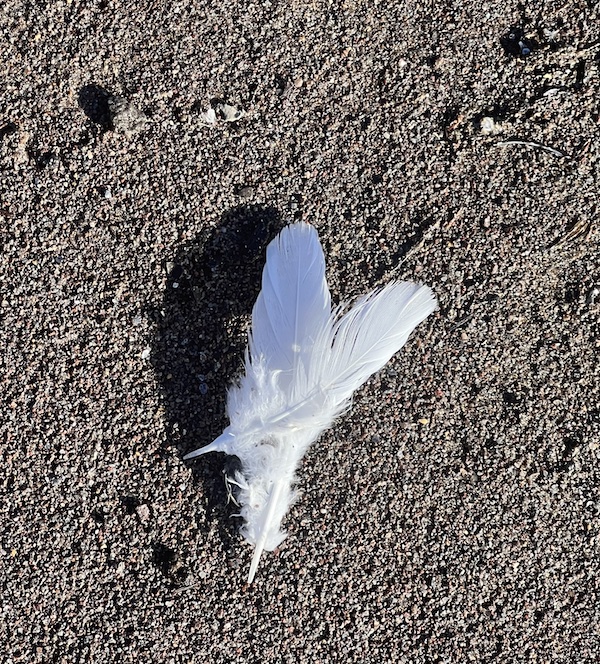 two white feathers lying on the ground