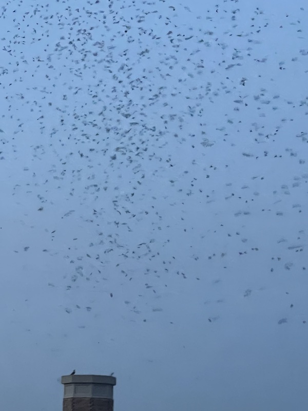 Flocks of bird in blue sky