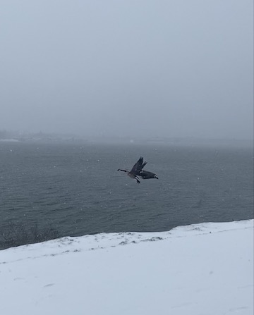 bird flying over snowscape